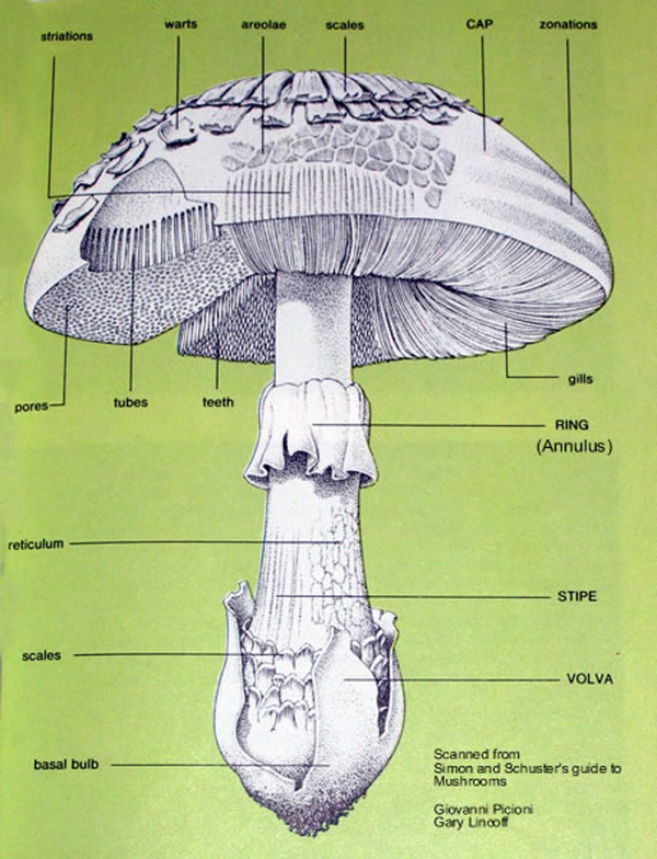 The anatomy of a mushroom.