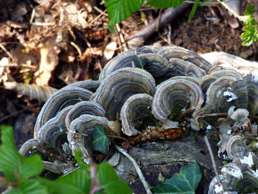 Greenhaus Mushroom Guide: Turkey Tails