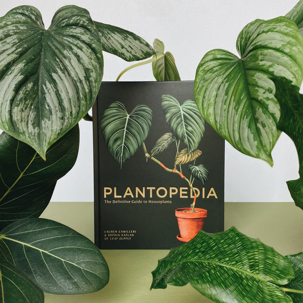 Plantopedia: The Definitive Guide to Houseplants (2)